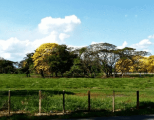 Barinas